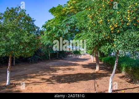 Avec verger d'agrumes fruits mûrs sur un fond de ciel bleu. Israël Banque D'Images