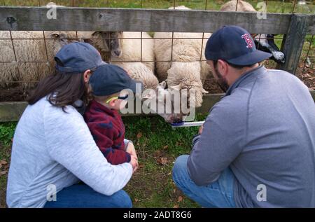 Glastonbury, CT USA. Oct 2019. Les moutons nourris par une famille à l'aide d'un bâton d'alimentation Banque D'Images