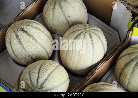 Les melons frais dans le marché Banque D'Images