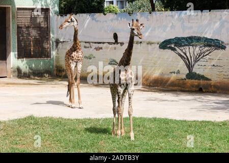 Deux girafes dans un zoo de la ville de Kunming en Chine dans leur enceinte Banque D'Images