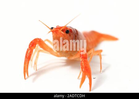 Les écrevisses d'eau douce (Procambarus clarkii) isolé sur fond blanc Banque D'Images