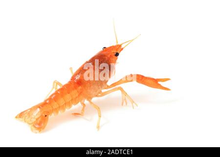 Les écrevisses d'eau douce (Procambarus clarkii) isolé sur fond blanc Banque D'Images