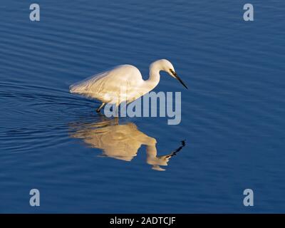 Little Egret Egretta garzetta sur la côte nord du Norfolk au Royaume-Uni Banque D'Images