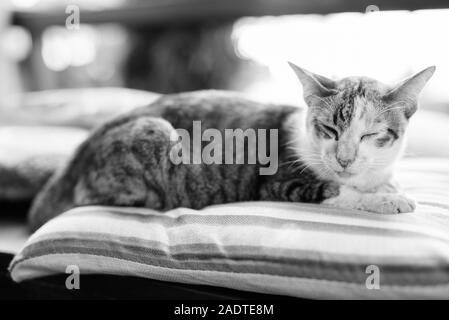 Cute Chat Calico dormant sur un oreiller Banque D'Images