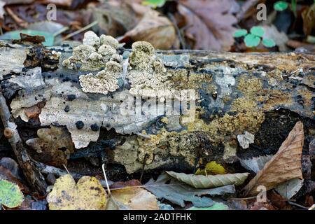 Les lichens, champignons et de la Mousse poussant sur un tronc d'arbre à la forêt de Belgrade à Istanbul / Turquie. Banque D'Images