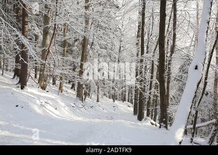 Sentier dans les montagnes par l'hiver bois. Banque D'Images