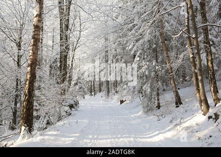 Chemin à travers la forêt sur un matin d'hiver ensoleillé. Banque D'Images