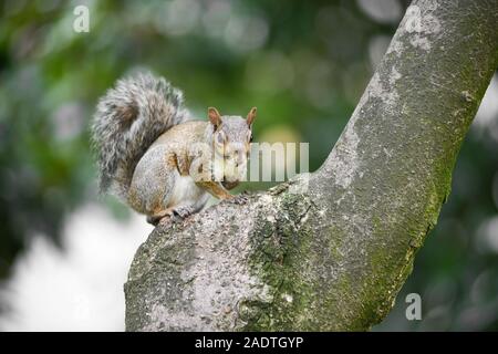 L'écureuil gris de l'alerte sur le tronc d'un arbre à l'extérieur dans un jardin ou regarder la caméra près des bois Banque D'Images
