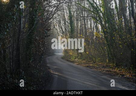 Soleil du matin qui filtre à travers les arbres et une route de campagne étroite serpente à travers les bois Banque D'Images