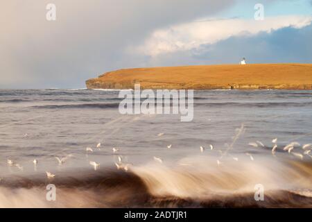 Saut de mouettes vagues, Birsay, Orkney Banque D'Images