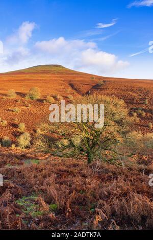 Les arbres épars et de fougères sur les pentes du mont du Pain de Sucre près d'Abergavenny. Banque D'Images