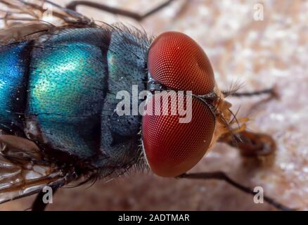 Photographie Macro de mouche bleue sur le sol Banque D'Images