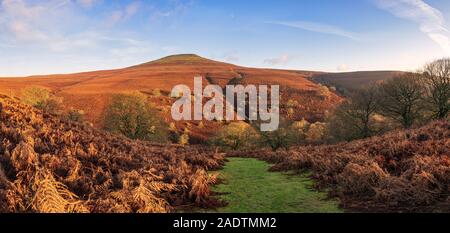 Les arbres épars et de fougères sur les pentes du mont du Pain de Sucre près d'Abergavenny. Banque D'Images