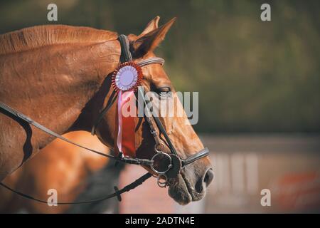 Portrait d'un beau cheval de l'oseille avec une crinière, qui a remporté le concours et a reçu une rosette rouge comme un prix. Banque D'Images