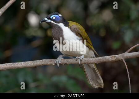 Méliphage Blue-Faced sur une branche. Banque D'Images