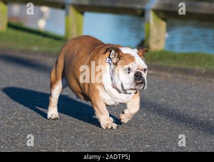 British Bulldog ou Bouledogue anglais d'exécution sur le terrain. Chien qui court. Banque D'Images