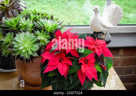 Piscine chambre-usines dans un conservatoire français y compris Euphorbia pulcherrima montrant ses bractées rose vif, faire une très jolie plus de l'accueil. Banque D'Images