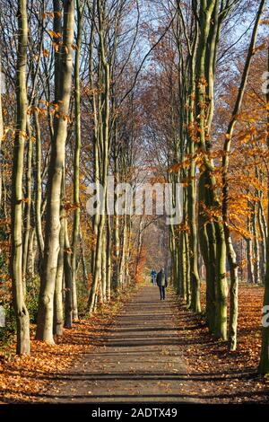 Les feuilles tombent des arbres en automne Banque D'Images