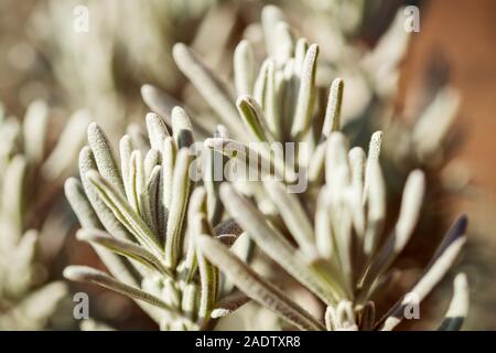 Gros plan, feuilles de lavande dans le jardin, Lavandula angustifolia, phytothérapie Banque D'Images
