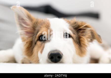 Puppy dog détente sur le lit, cute dog portrait en face de l'arrière-plan gris Banque D'Images