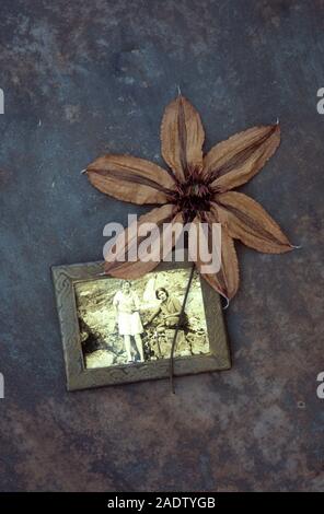 Fleurs séchées brown de Clematis Hagley hybrid allongé sur terni metal avec photo encadrée de 1940 bébé dans jardin Banque D'Images