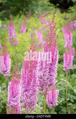 Jolie rose fleur Astilbe sinensis floraison dans un jardin anglais en Juillet Banque D'Images