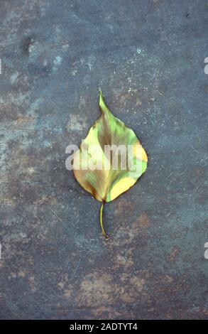 Une feuille de lierre ou Hedera helix avec la fin de l'été de couleurs vert jaune et brun couché sur terni metal Banque D'Images