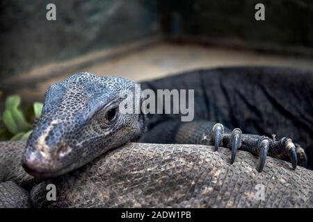 Varan de savane, Varanus exanthematicus Banque D'Images