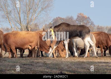 Coswig, Allemagne. 11Th Nov, 2018. Un wild moose a rejoint un troupeau de vaches. Les biologistes de la faune à l'Université pour le développement durable dans Eberswalde supposent que l'animal a émigré de Pologne. Ils ont mis un collier GPS avec émetteur sur l'orignal à suivre ses mouvements migratoires. Pendant des semaines l'orignal a été sur le côté des vaches. Les biologistes de la faune lui a donné le nom Bert. Credit : Stephan Schulz/dpa-Zentralbild/ZB/dpa/Alamy Live News Banque D'Images