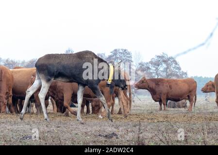 Coswig, Allemagne. 11Th Nov, 2018. Un wild moose a rejoint un troupeau de vaches. Les biologistes de la faune à l'Université pour le développement durable dans Eberswalde supposent que l'animal a émigré de Pologne. Ils ont mis un collier GPS avec émetteur sur l'orignal à suivre ses mouvements migratoires. Pendant des semaines l'orignal a été sur le côté des vaches. Les biologistes de la faune lui a donné le nom Bert. Credit : Stephan Schulz/dpa-Zentralbild/ZB/dpa/Alamy Live News Banque D'Images