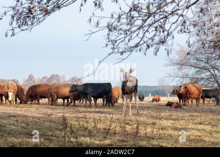 Coswig, Allemagne. 11Th Nov, 2018. Un wild moose a rejoint un troupeau de vaches. Les biologistes de la faune à l'Université pour le développement durable dans Eberswalde supposent que l'animal a émigré de Pologne. Ils ont mis un collier GPS avec émetteur sur l'orignal à suivre ses mouvements migratoires. Pendant des semaines l'orignal a été sur le côté des vaches. Les biologistes de la faune lui a donné le nom Bert. Credit : Stephan Schulz/dpa-Zentralbild/ZB/dpa/Alamy Live News Banque D'Images