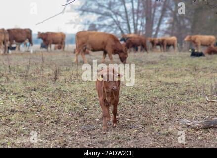 Coswig, Allemagne. 11Th Nov, 2018. Un veau se trouve à quelques mètres de sa mère troupeau. Credit : Stephan Schulz/dpa-Zentralbild/ZB/dpa/Alamy Live News Banque D'Images