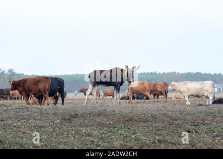 Coswig, Allemagne. 11Th Nov, 2018. Un wild moose a rejoint un troupeau de vaches. Les biologistes de la faune à l'Université pour le développement durable dans Eberswalde supposent que l'animal a émigré de Pologne. Ils ont mis un collier GPS avec émetteur sur l'orignal à suivre ses mouvements migratoires. Pendant des semaines l'orignal a été sur le côté des vaches. Les biologistes de la faune lui a donné le nom Bert. Credit : Stephan Schulz/dpa-Zentralbild/ZB/dpa/Alamy Live News Banque D'Images