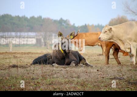 Coswig, Allemagne. 11Th Nov, 2018. Un wild moose a rejoint un troupeau de vaches. Les biologistes de la faune à l'Université pour le développement durable dans Eberswalde supposent que l'animal a émigré de Pologne. Ils ont mis un collier GPS avec émetteur sur l'orignal à suivre ses mouvements migratoires. Pendant des semaines l'orignal a été sur le côté des vaches. Les biologistes de la faune lui a donné le nom Bert. Credit : Stephan Schulz/dpa-Zentralbild/ZB/dpa/Alamy Live News Banque D'Images