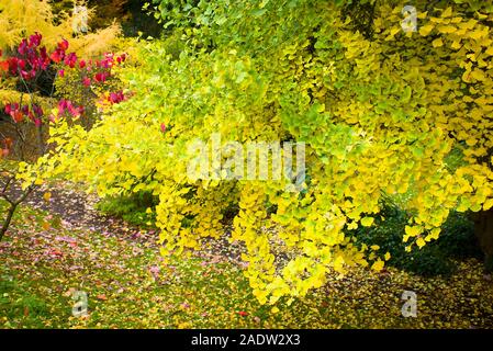 Un arbre mature Gingko dans un jardin anglais montrant la transition du vert au jaune feuilles en automne Banque D'Images