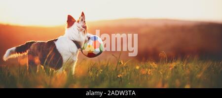 Panorama, portrait d'un jeune chien avec une balle, du lever ou du coucher du soleil fond paysage avec copyspace Banque D'Images