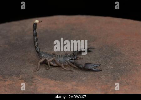 Scorpions, Heterometrus, Heterometrus xanthopus, Bapdev Ghat, Saswad, Maharashtra Banque D'Images