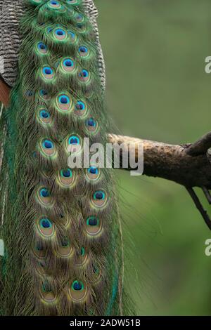 Close-up de plumes de paon, Inde Banque D'Images