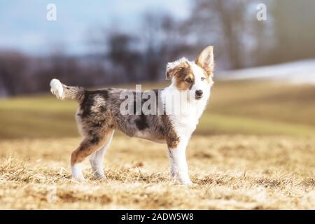 Un chiot mignon chien est debout sur une prairie au printemps Banque D'Images