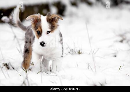 Chiot doux dans la neige, berger australien, chiens de race mixte copyspace Banque D'Images