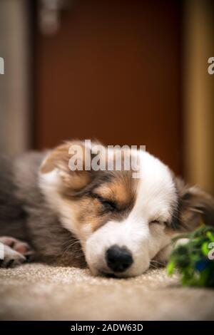 Chiot mignon chien dormir à la maison, mix-race berger australien indoor, copyspace Banque D'Images