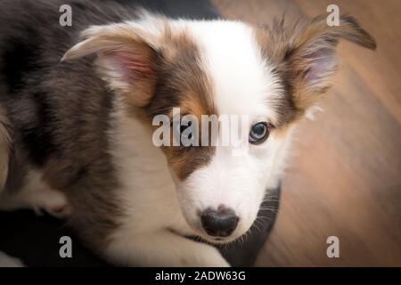 Peu de mix-breed Puppy Dog à la une le spectateur, Portrait d'un chien avec la couleur inégale Banque D'Images