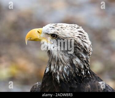 Oiseau Pygargue à tête juvénile close-up Vue de profil avec une tête d'arrière-plan flou, yeux, bec, dans son plumage et de l'environnement environnant. Banque D'Images