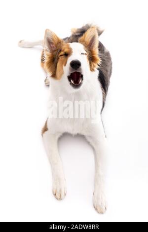 Chiot mignon est le bâillement ou howling in front of white background, jeune chien bâtard est posée sur le plancher Banque D'Images