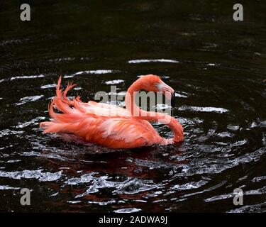 Flamingo bird close-up Vue de profil d'afficher son beau plumage, chef, neg, long bec, œil dans les environs avec arrière-plan d'eau. Banque D'Images