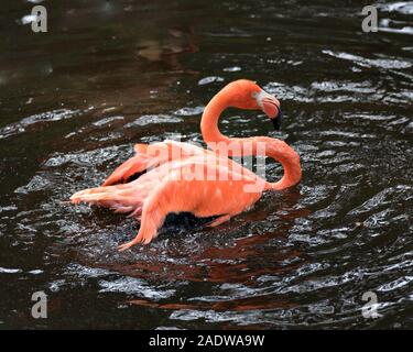 Flamingo bird close-up Vue de profil d'afficher son beau plumage, chef, neg, long bec, œil dans les environs avec arrière-plan d'eau. Banque D'Images