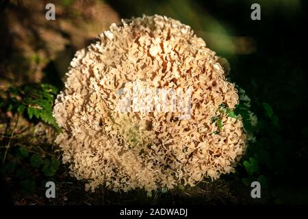 Sparassis crispa pousse dans la forêt, les parasites et champignons comestibles Banque D'Images