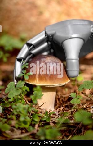 Main d'un robot sur une matière première fraîche boletus edulis en forêt, travail autonome dans l'avenir Banque D'Images