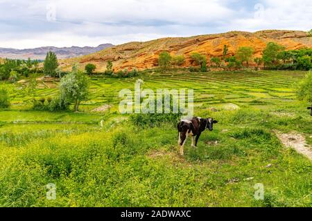 Surkh Hazrati Bobo à couper le souffle complexes Vue pittoresque de l'herbe de pâturage des vaches sur un jour nuageux Ciel Bleu Banque D'Images