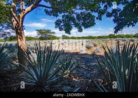 Champ d'agaves bleus au Mexique Banque D'Images